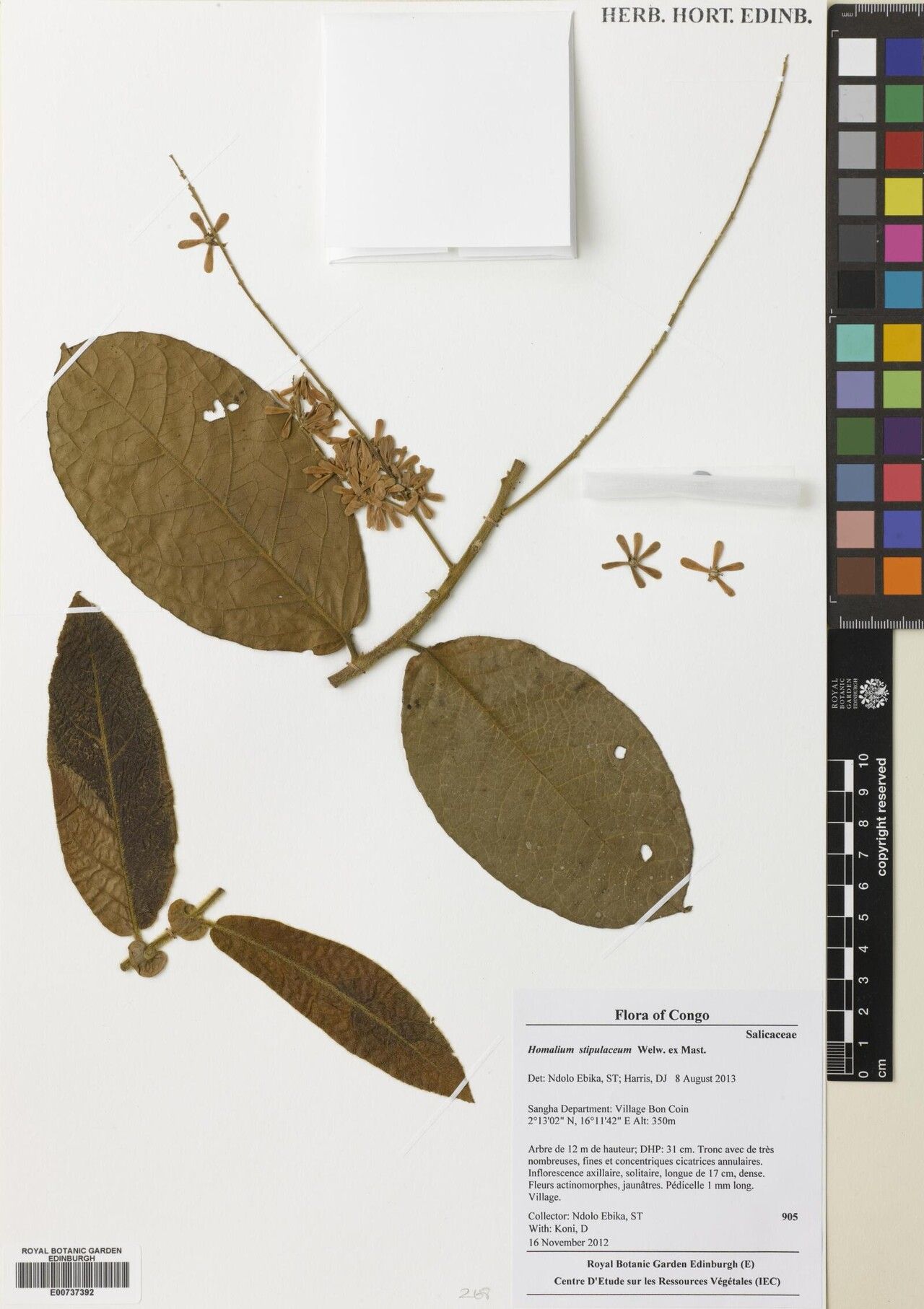 Homalium stipulaceum — houseplant care guide