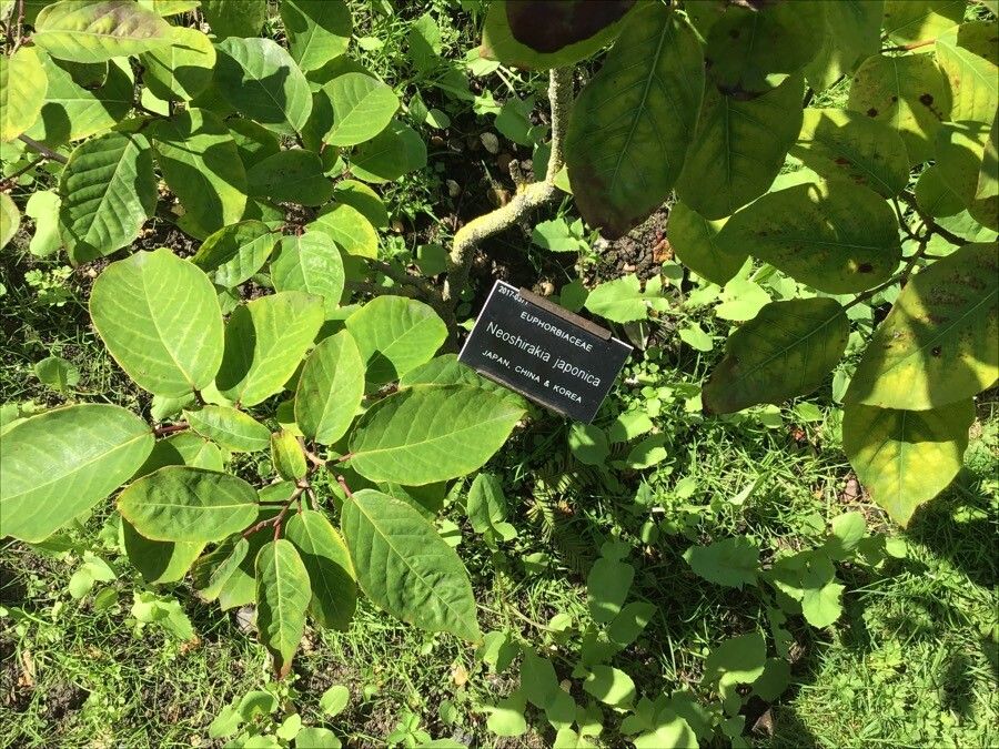 Neoshirakia japonica leaf