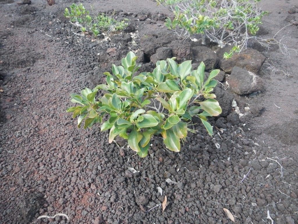Stenocarpus villosus habit