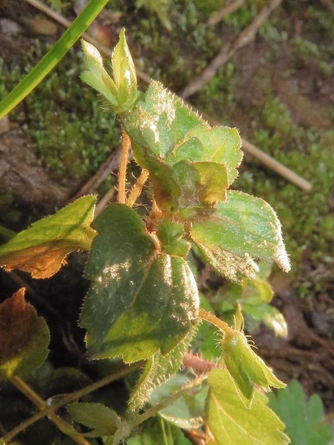 Anulocaulis annulatus — related species from the same genus