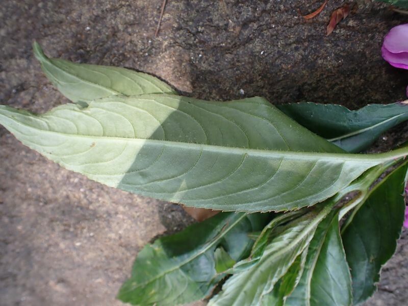 Impatiens irvingii — houseplant care guide