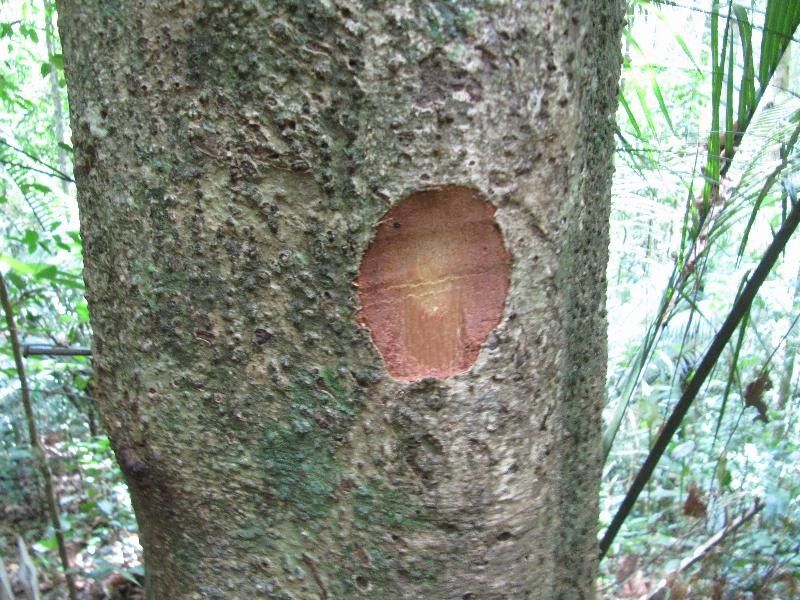 Ocotea argyrophylla other