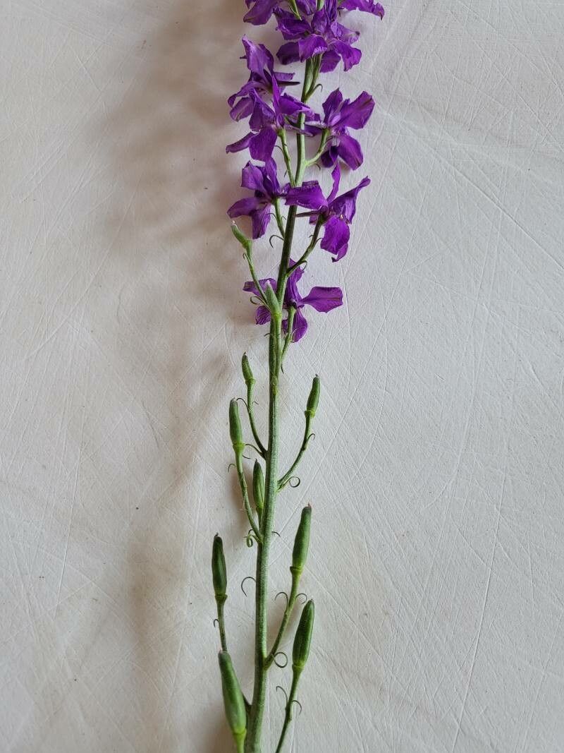 Delphinium ajacis fruit