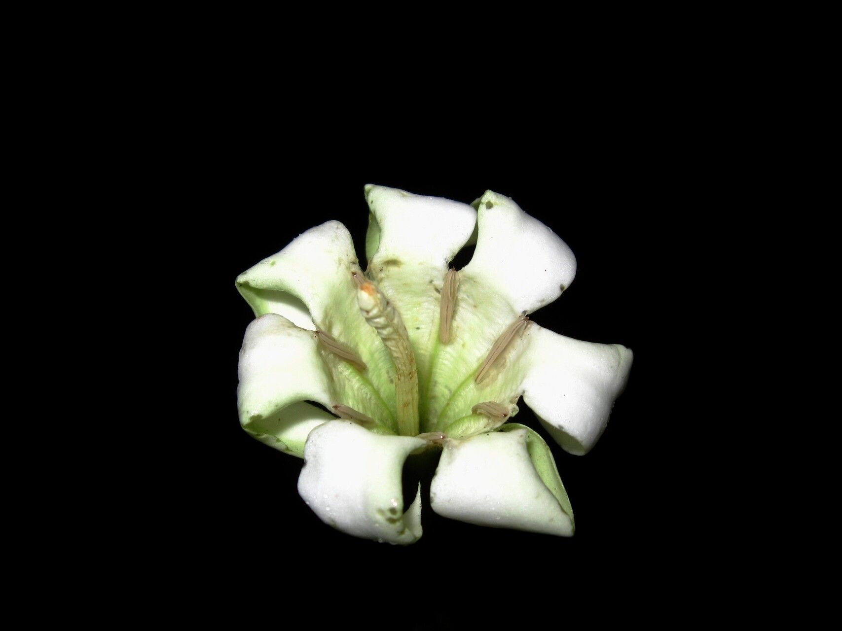 Rothmannia octomera flower