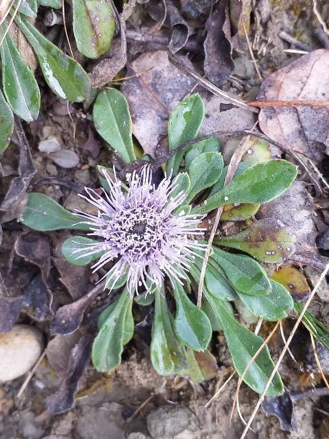 Globularia vulgaris flower