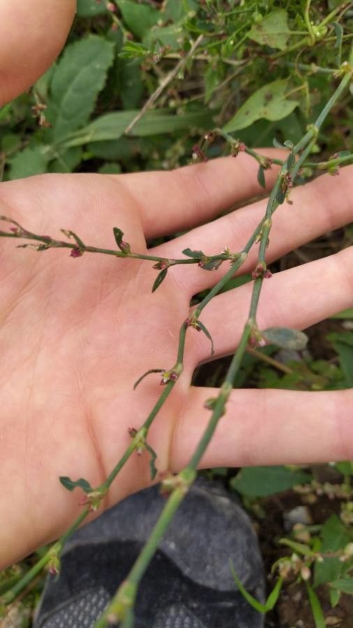Polygonum douglasii — search result for 'Polygonum'