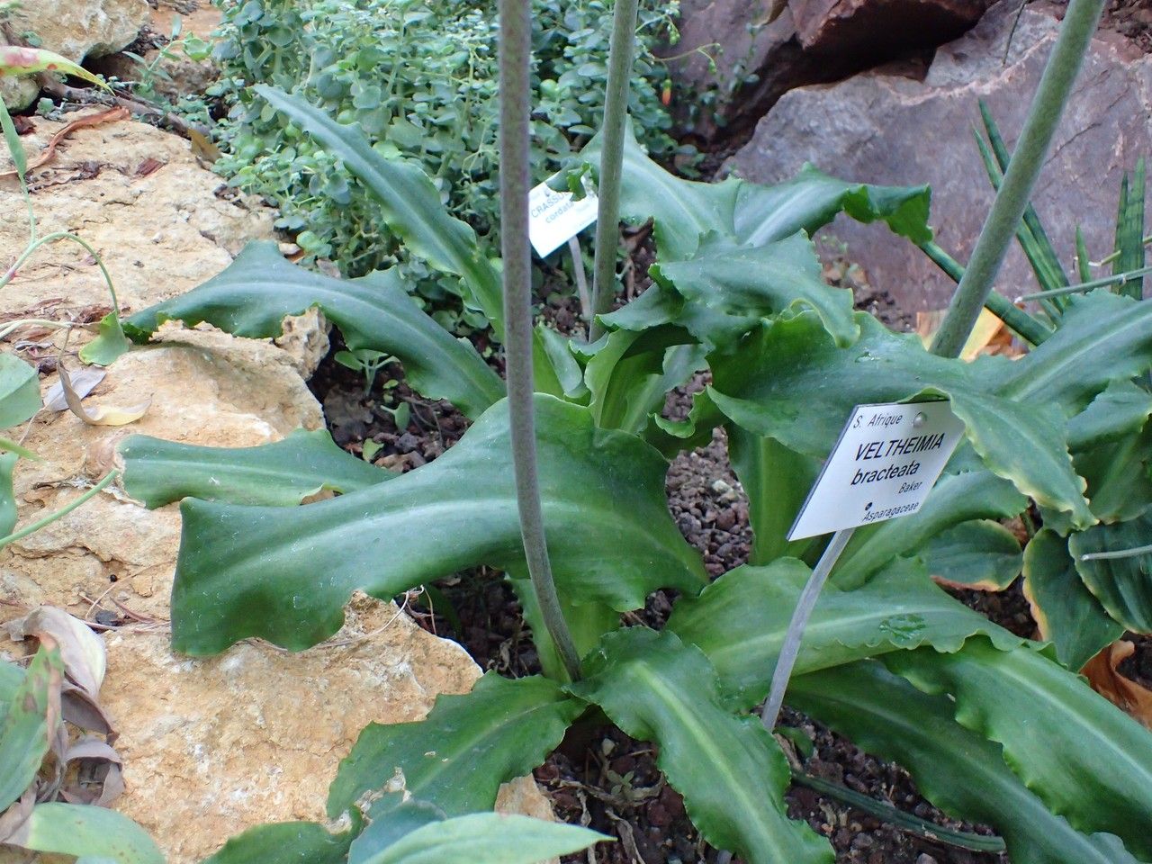 Veltheimia bracteata habit