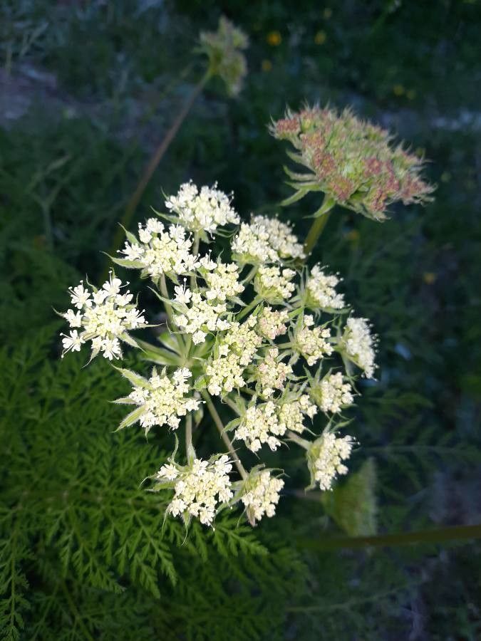 Laserpitium halleri flower