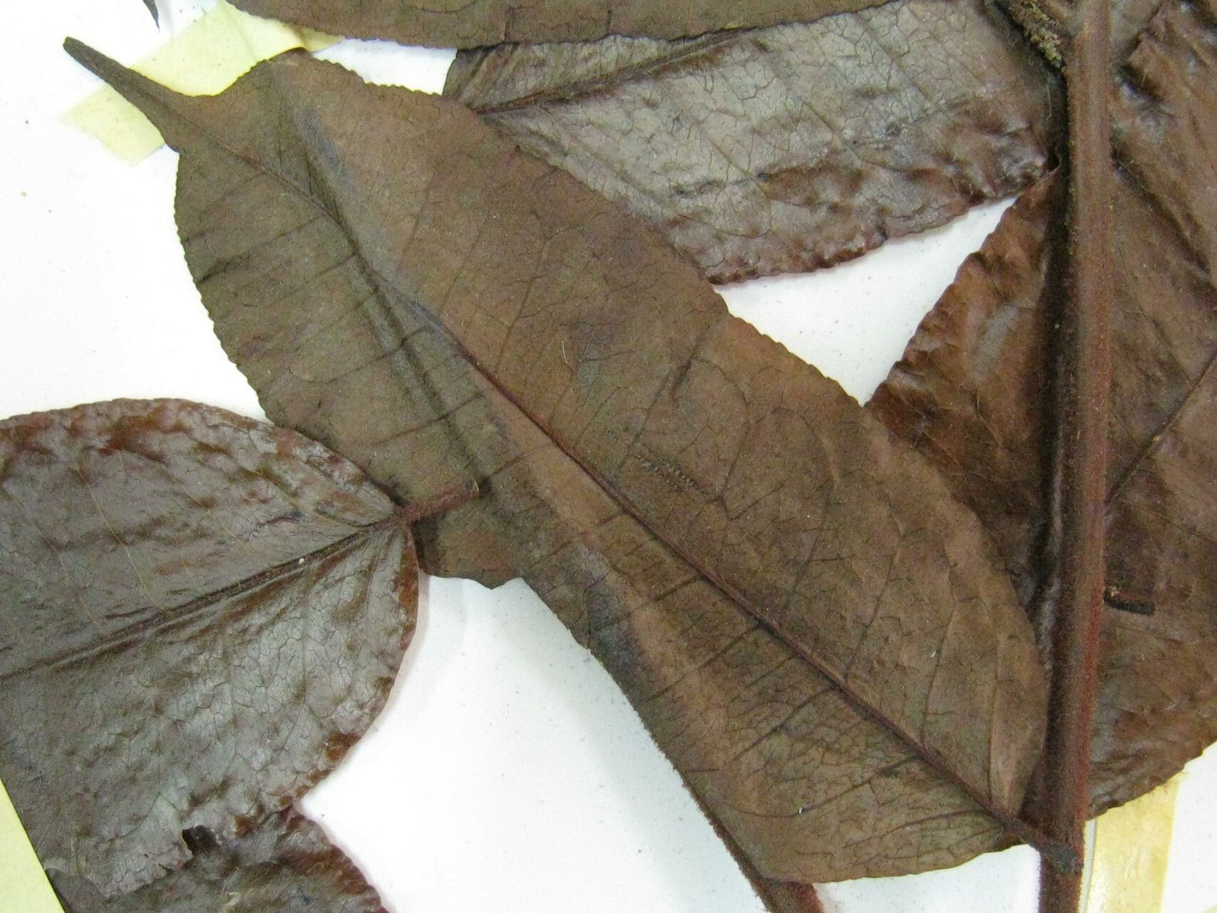 Mabea subsessilis other