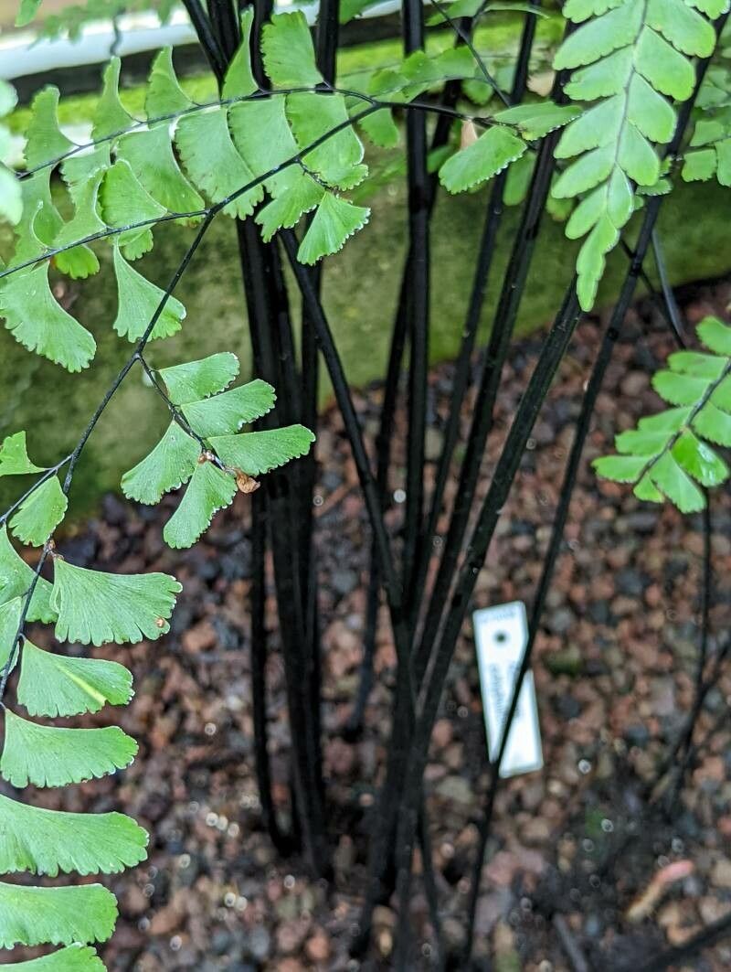 Adiantum polyphyllum bark