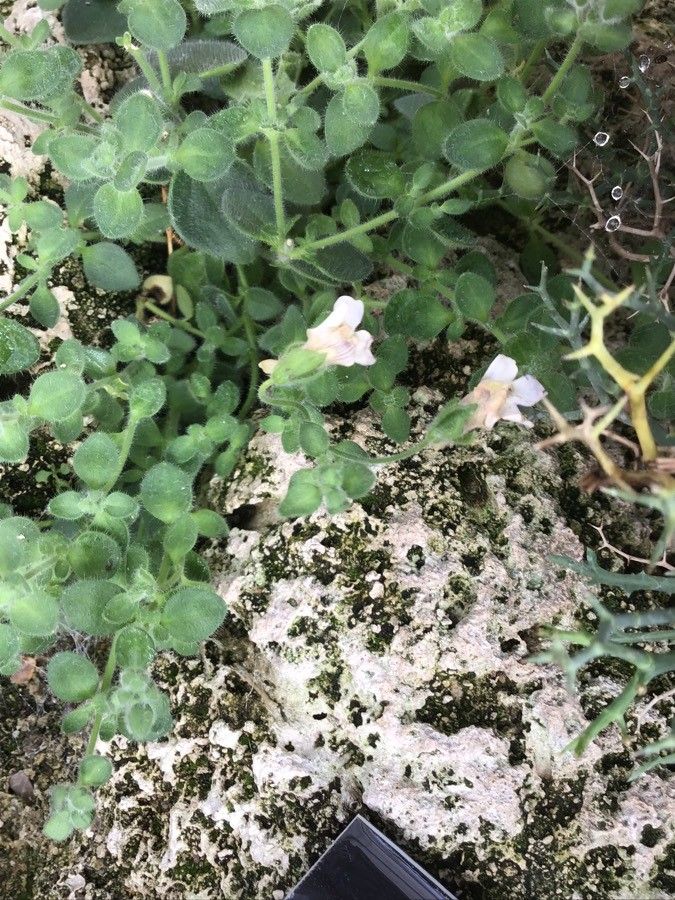 Primula allionii flower