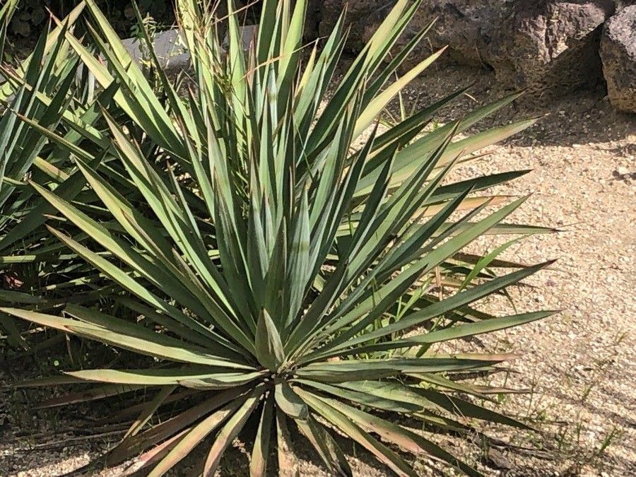 Agave salmiana leaf