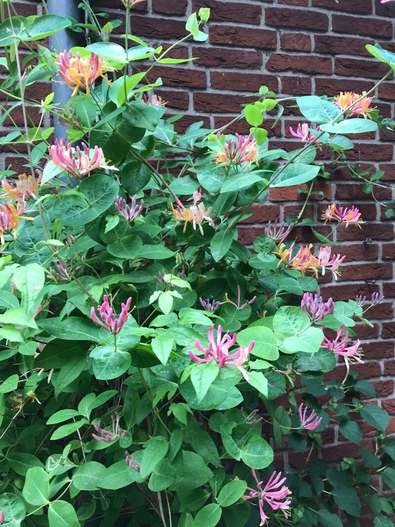 Lonicera × heckrottii — search result for 'Lonicera'