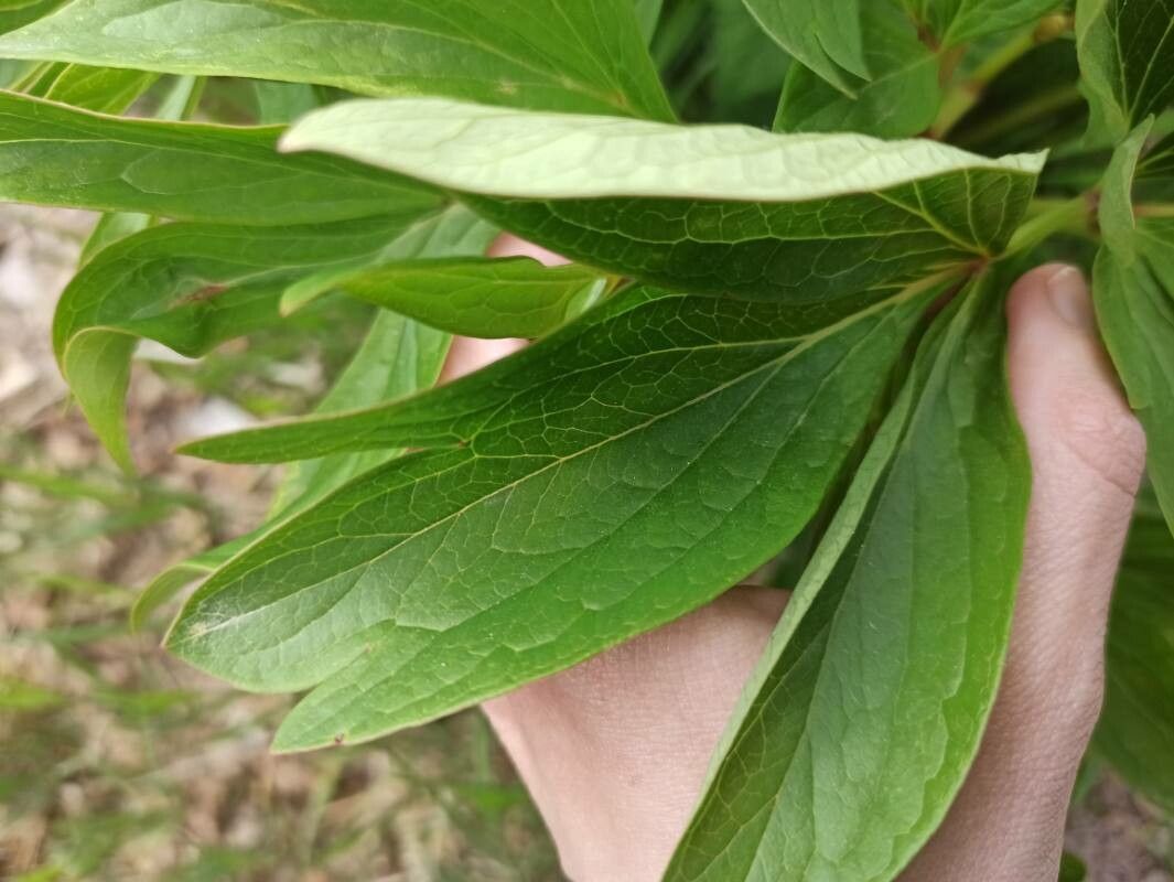 Paeonia broteroi leaf