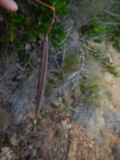 Parsonsia flexilis — houseplant care guide