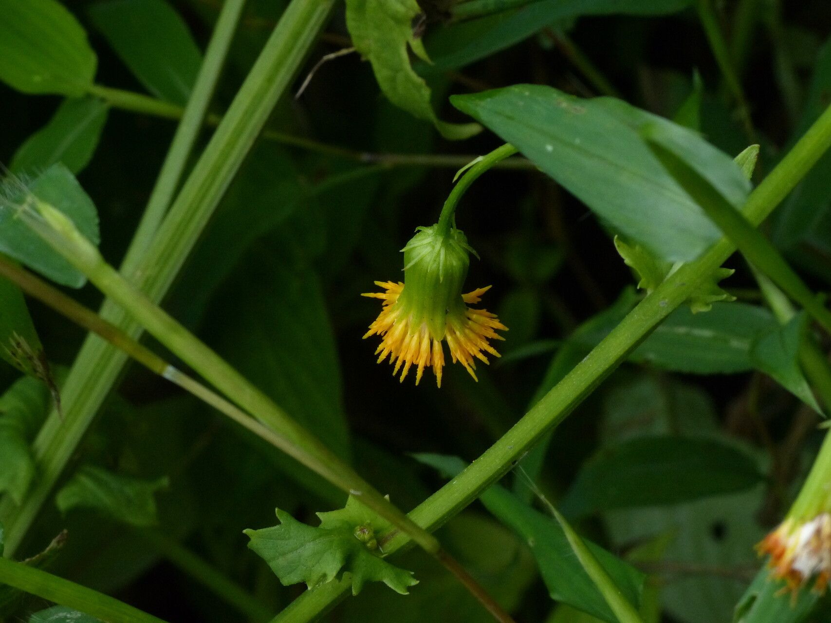 Gynura amplexicaulis flower
