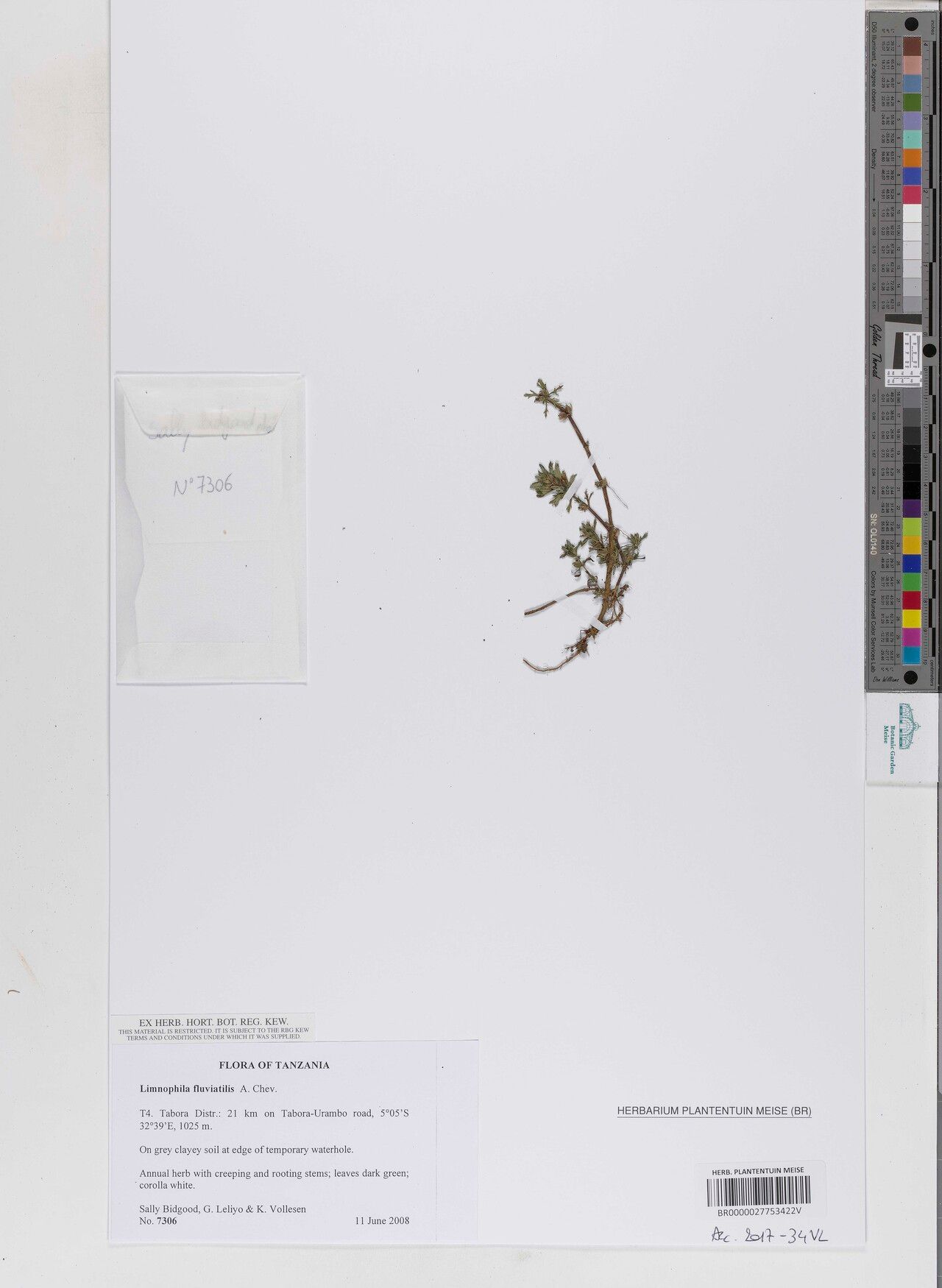 Limnophila fluviatilis — houseplant care guide