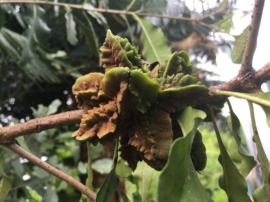Pittosporum cherrieri fruit