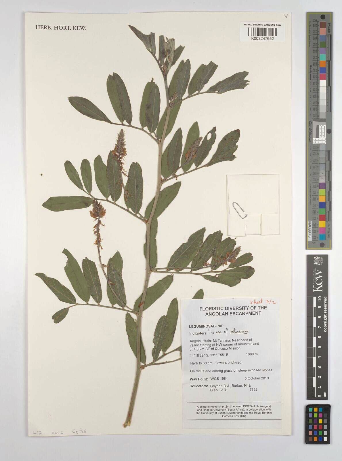 Indigofera antunesiana — houseplant care guide