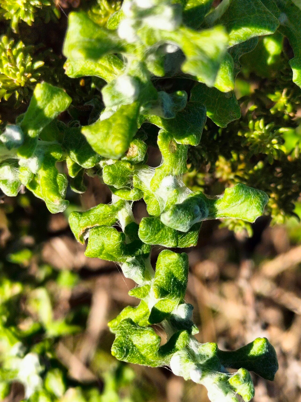 Helichrysum patulum leaf