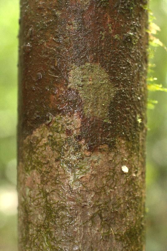 Anacardium spruceanum bark