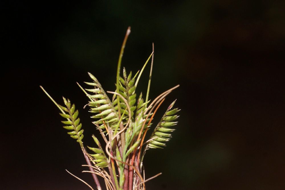 Festuca pectinella other