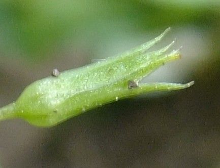 Lysimachia nemorum fruit
