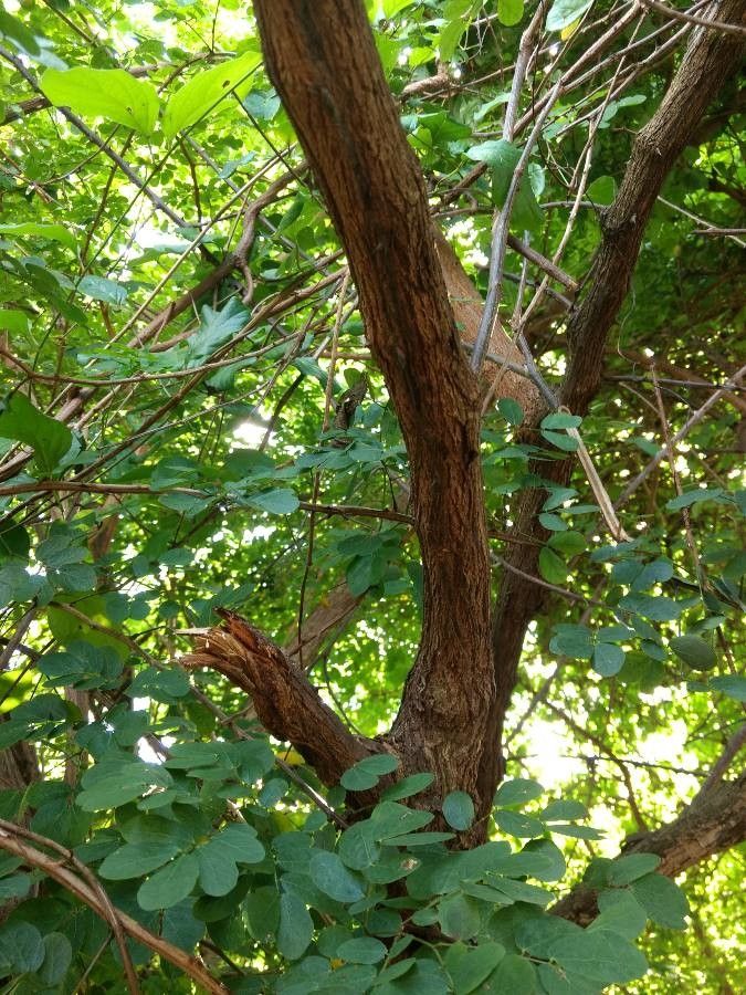 Uncaria tomentosa bark