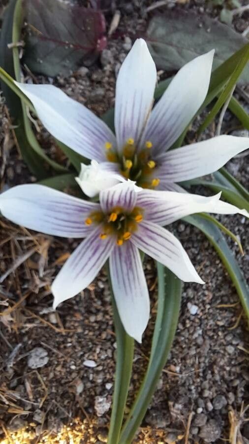 Androcymbium europaeum flower