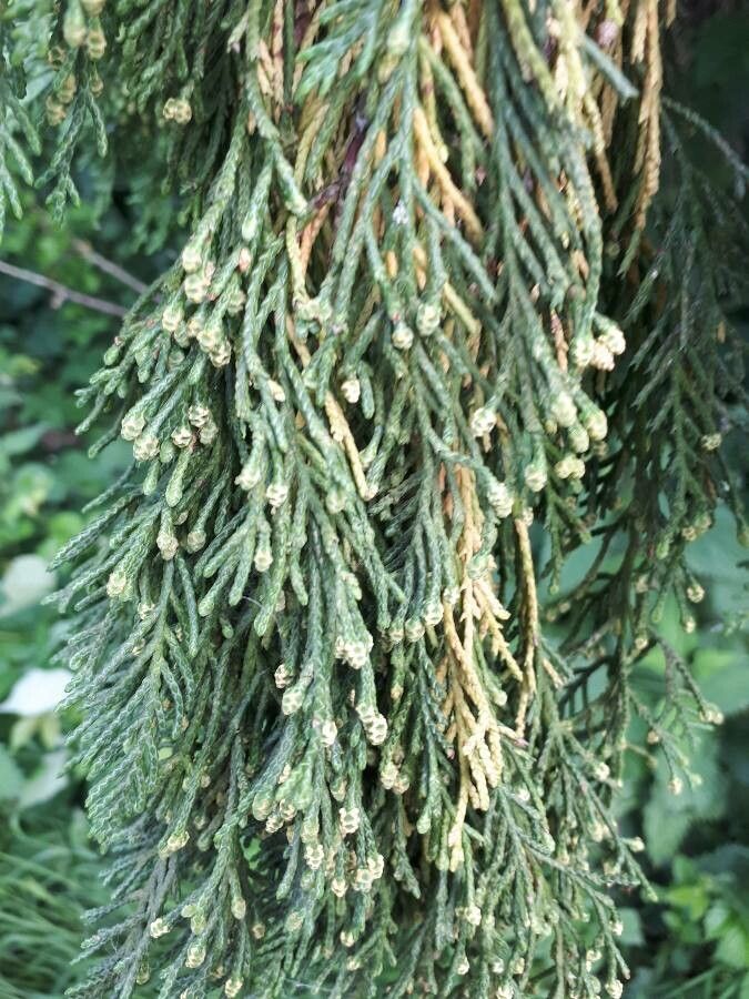 Cupressus cashmeriana flower