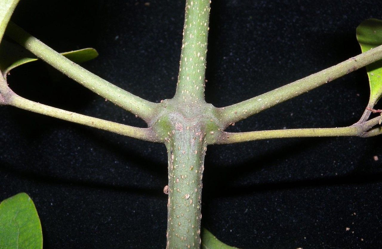 Fridericia florida bark