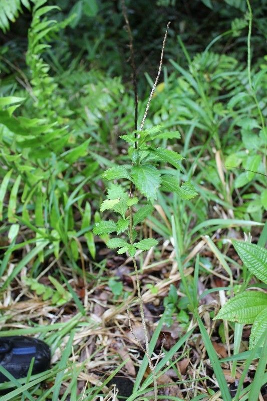 Stachytarpheta urticifolia habit
