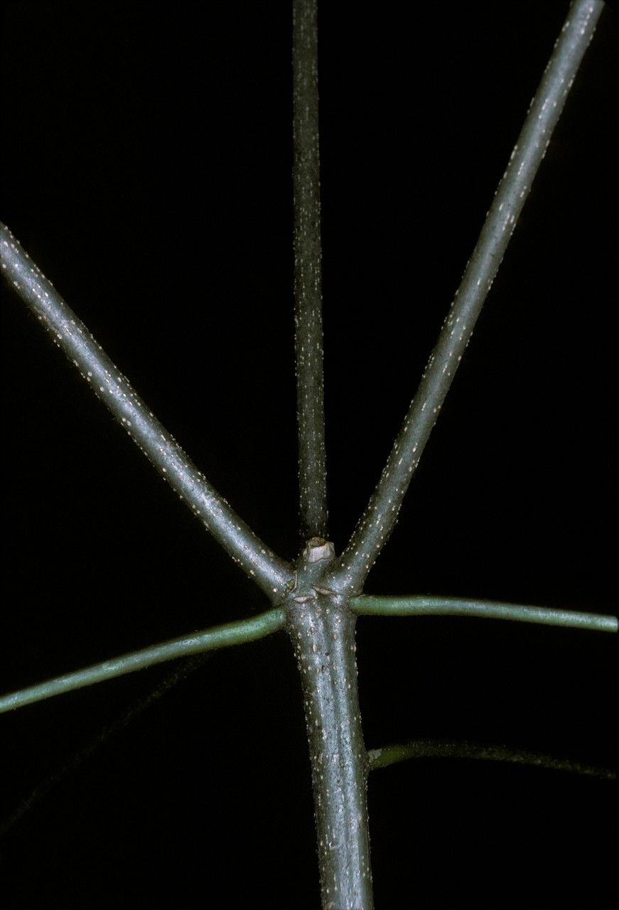 Acalypha grandis — houseplant care guide