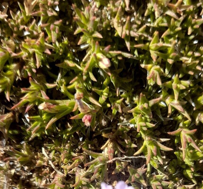 Junellia caespitosa — related species from the same genus