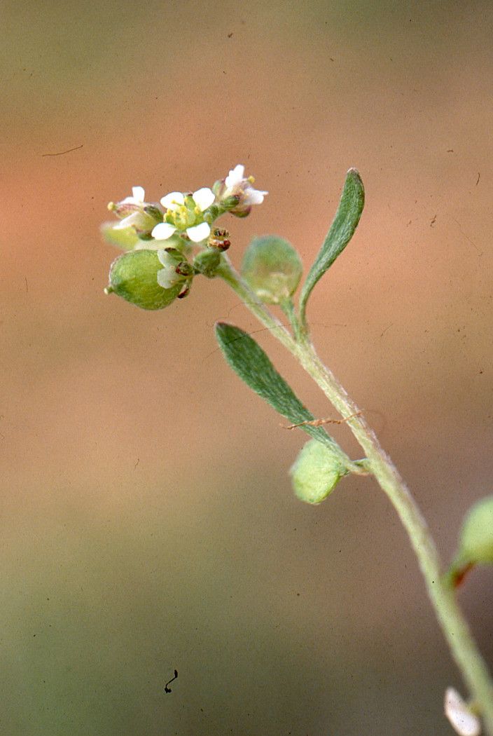 Lobularia libyca flower