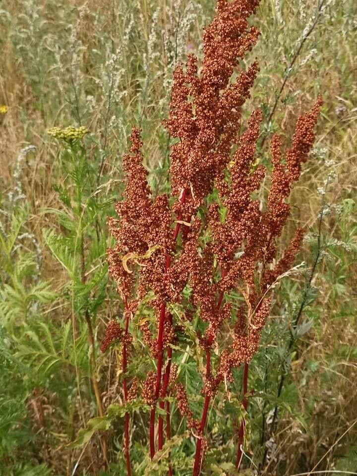 Rumex aquaticus fruit