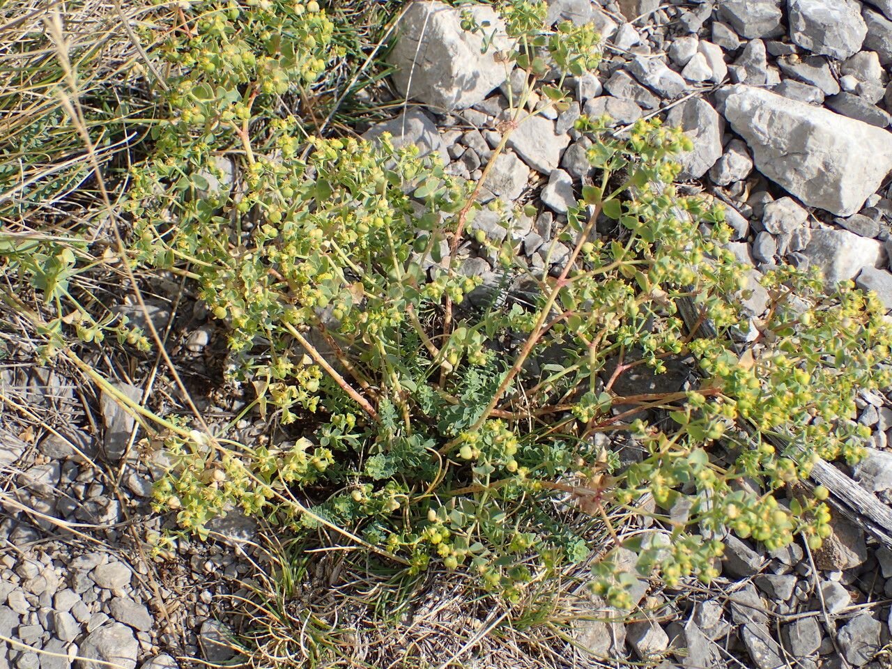 Euphorbia herniariifolia habit