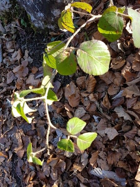 Rubus schleicheri bark
