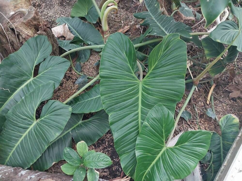 Philodendron deflexum — houseplant care guide