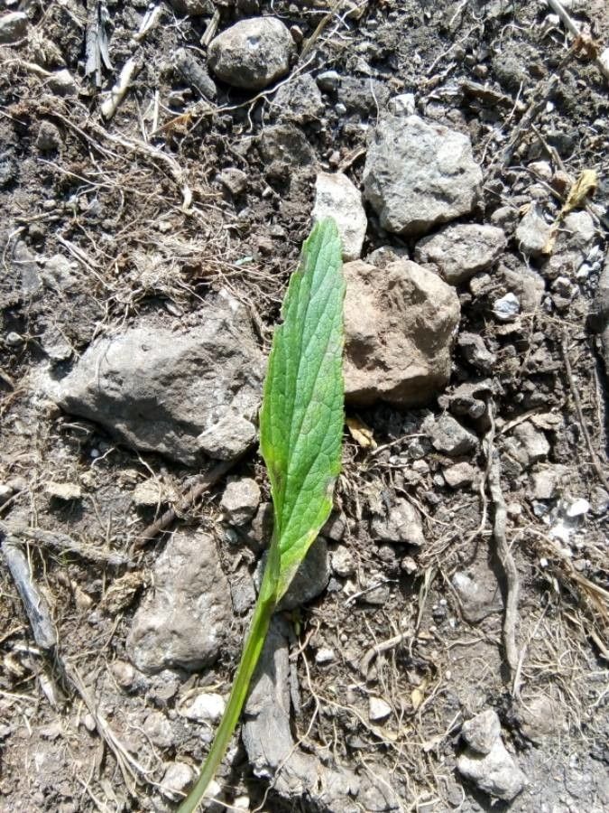 Phyteuma betonicifolium — search result for 'Campanulaceae'