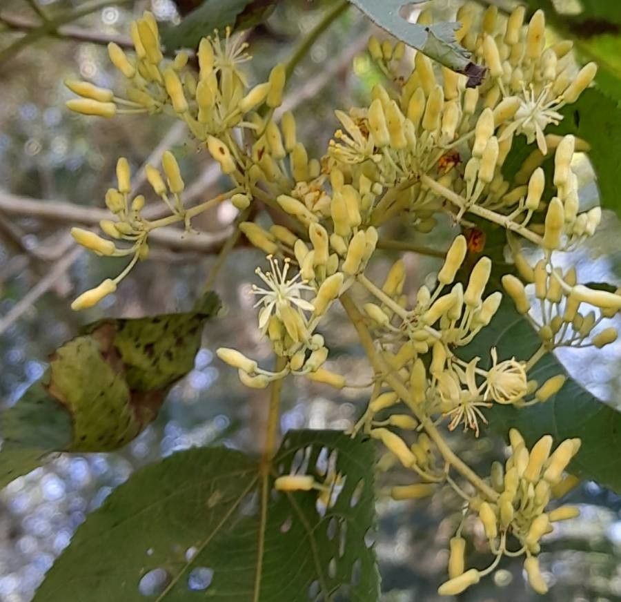 Heliocarpus popayanensis flower