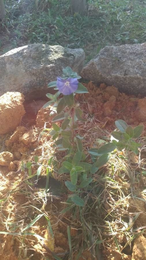 Evolvulus glomeratus subsp. grandiflorus — houseplant care guide