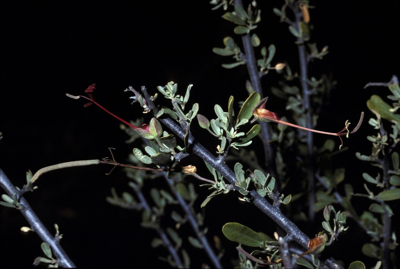 Cadaba termitaria — houseplant care guide