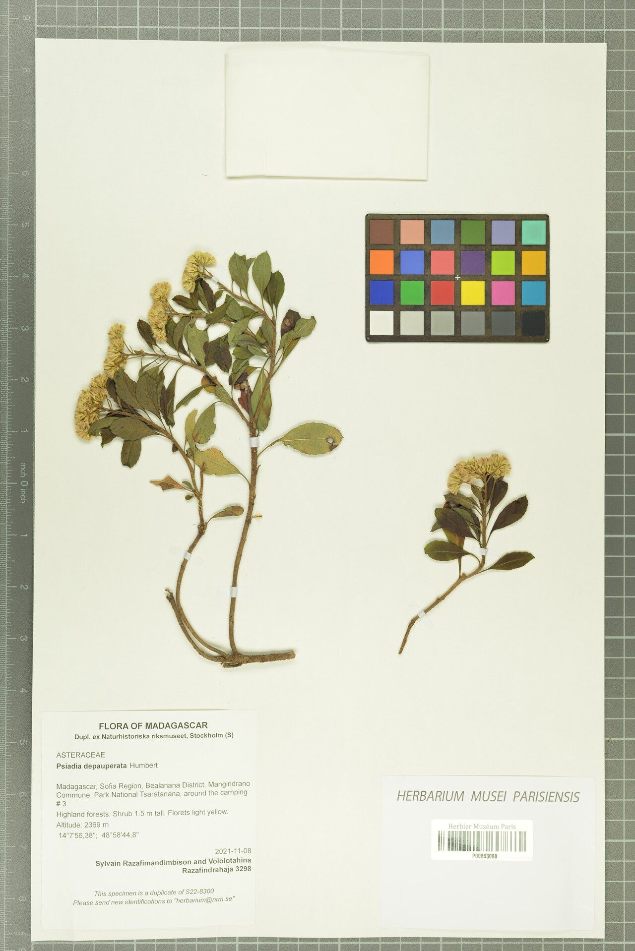 Psiadia depauperata — houseplant care guide