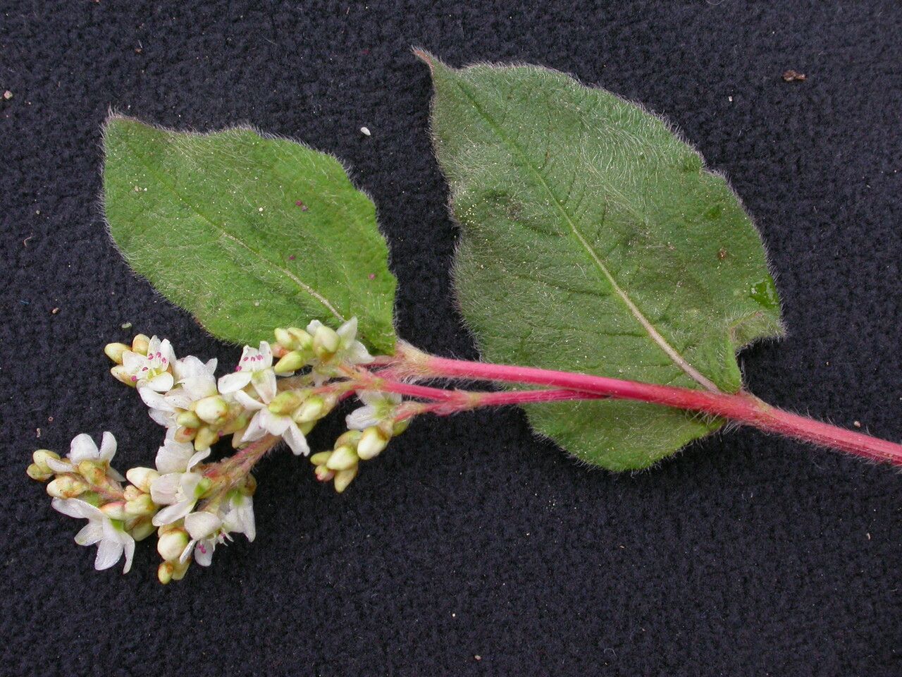 Koenigia tortuosa habit