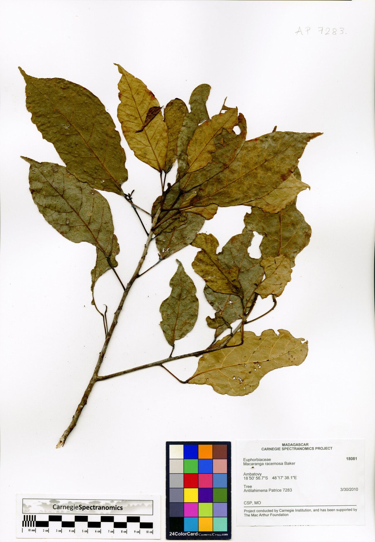 Macaranga racemosa — houseplant care guide