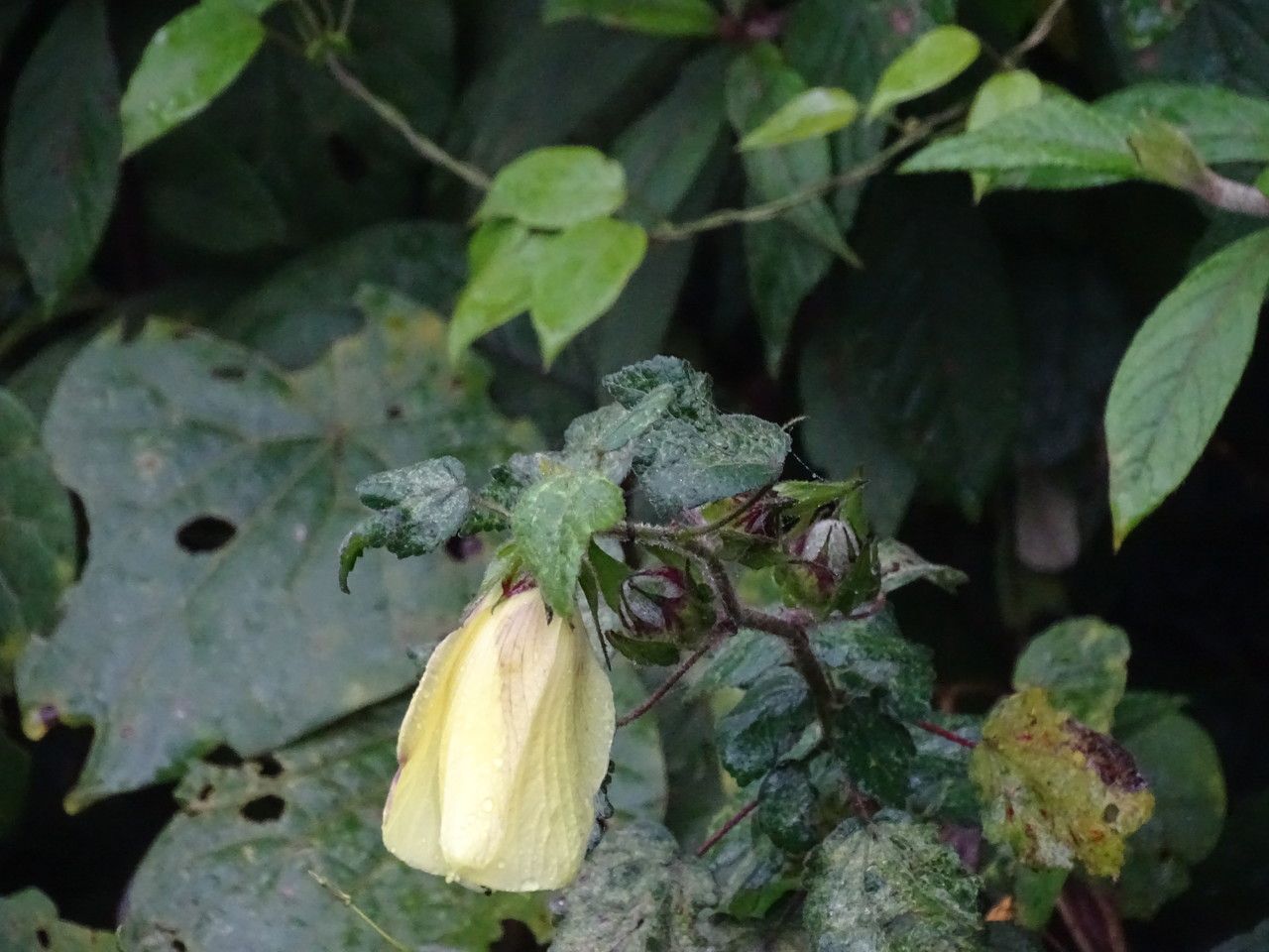 Pavonia schimperiana — houseplant care guide