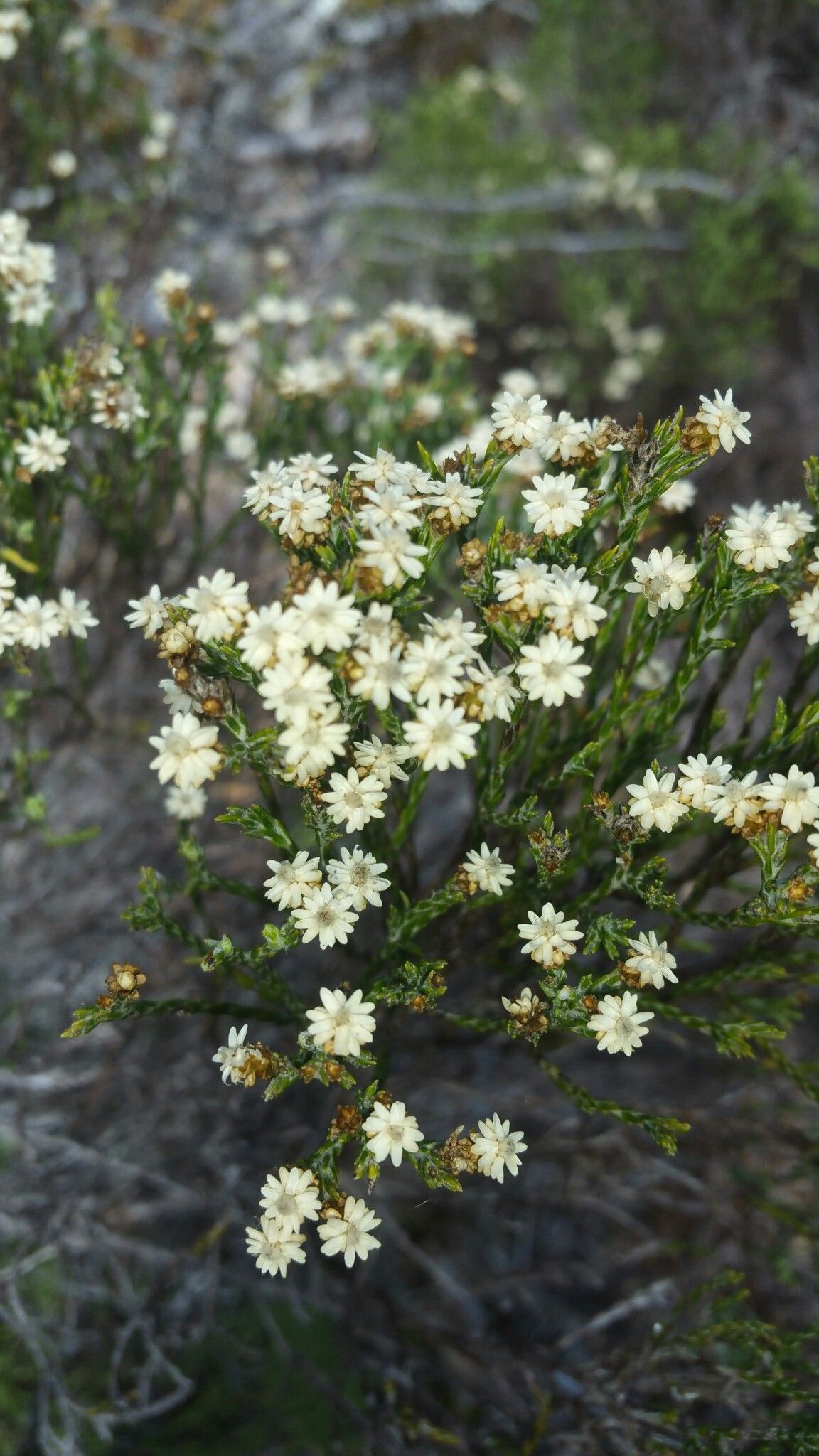 Helichrysum calocladum — houseplant care guide