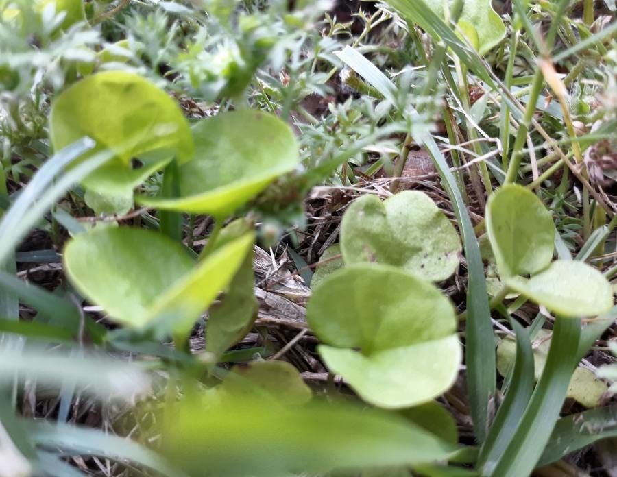 Dichondra carolinensis habit