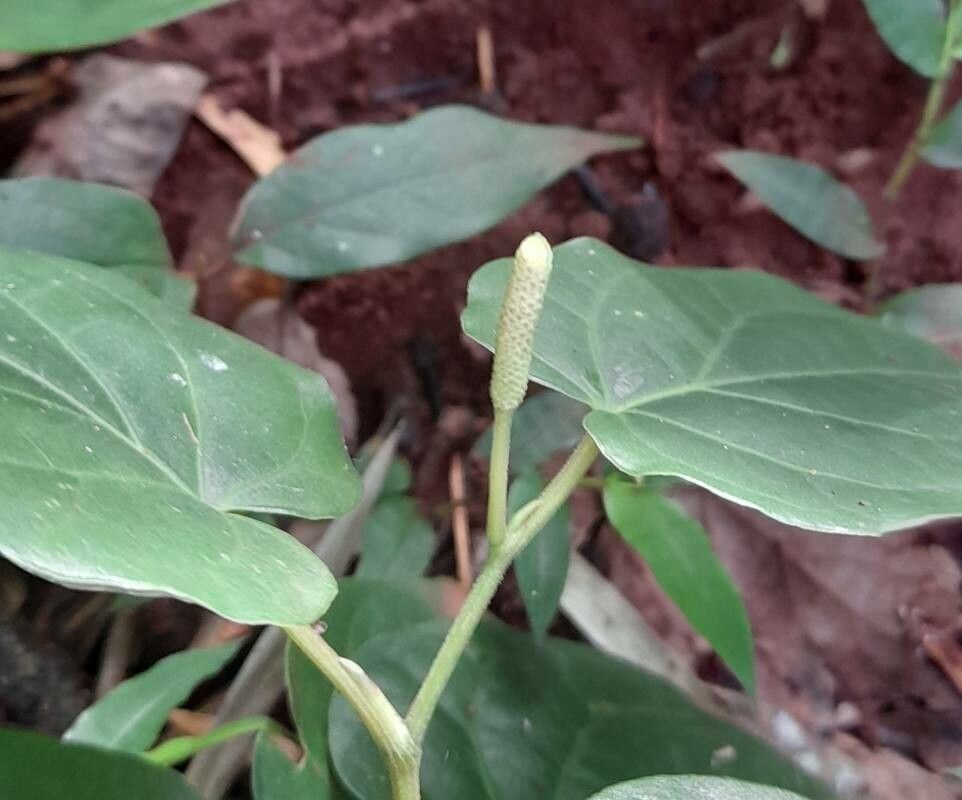 Piper mikanianum — search result for 'Piper'